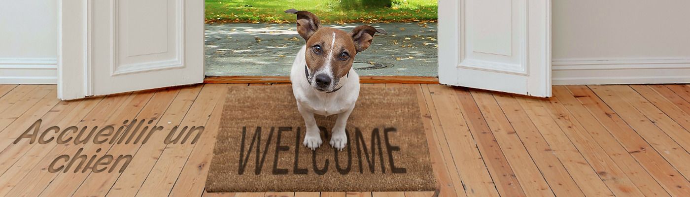 Accueillir un chien