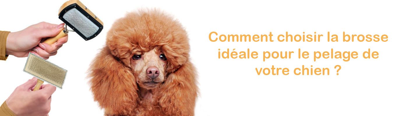 Comment choisir la brosse de votre chien