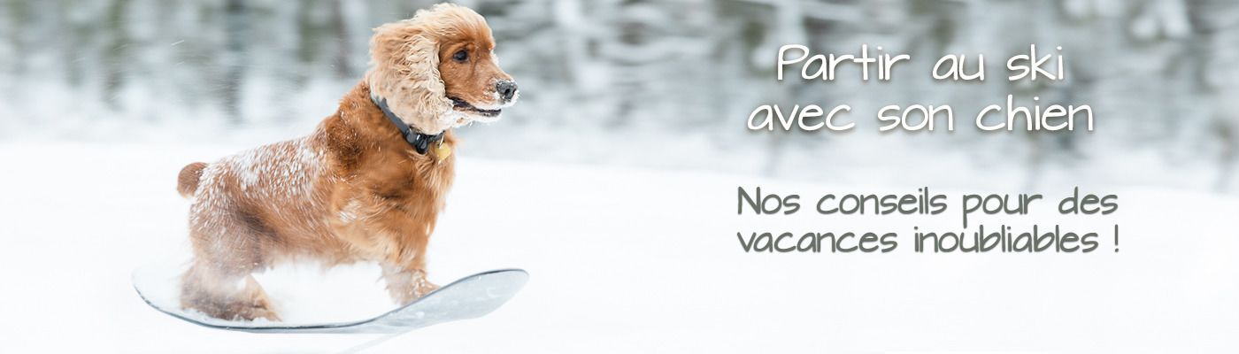 Partir au ski avec son chien
