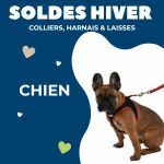 Colliers, harnais et laisses