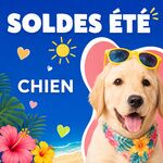Chien
