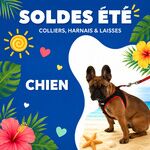 Colliers, harnais et laisses