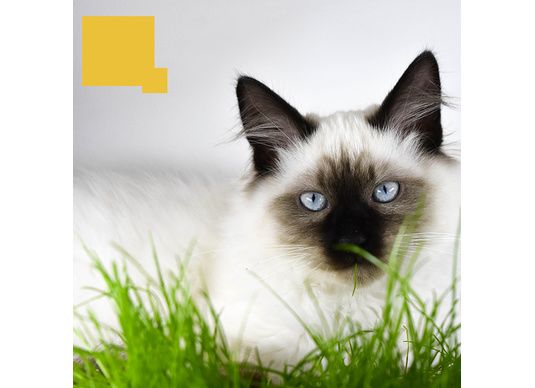 À quoi sert l’herbe à chat ?