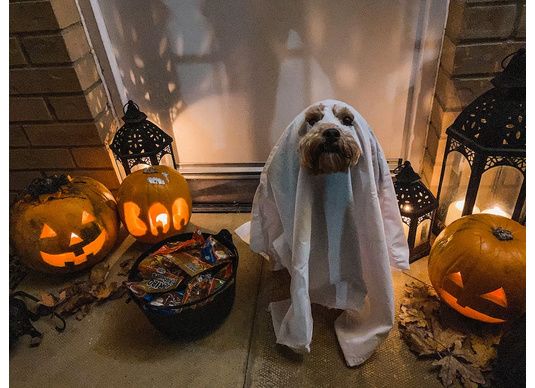 Fêter Halloween avec son chien !