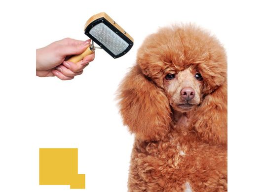 Comment choisir la brosse idéale pour le pelage de votre chien : Un guide complet !