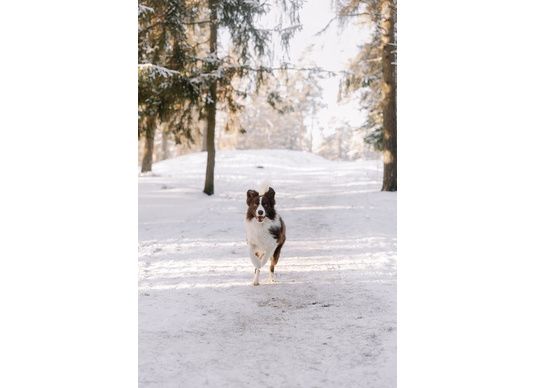 Partir à la neige avec son chien : Conseils pour des vacances inoubliables !