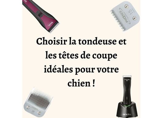 Choisir la tondeuse et les têtes de coupe idéales pour votre chien