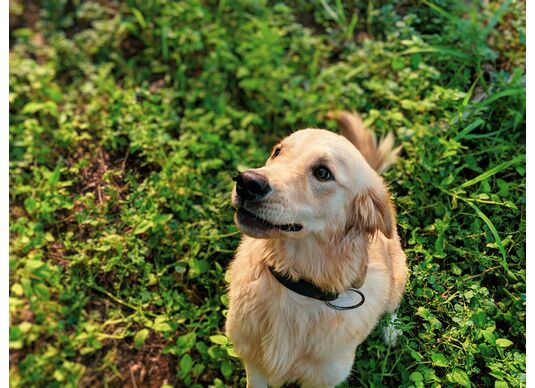 Préparer son jardin pour ses animaux : plantes toxiques à éviter !