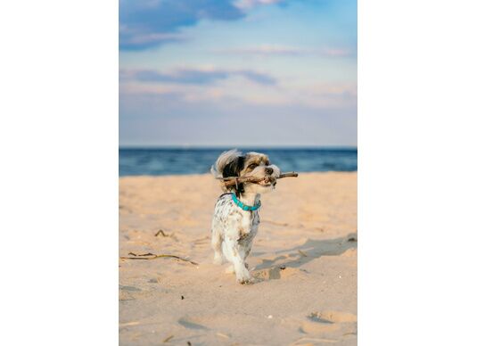Activités de plein air : 5 idées de sortie à faire avec son chien